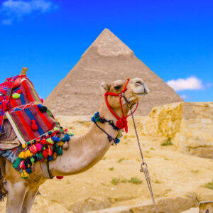 Discover Egypt's Timeless Wonders (7 Days) and your choice of a medical package